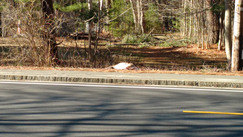 Illustration for article titled Why did Bambi cross the road?